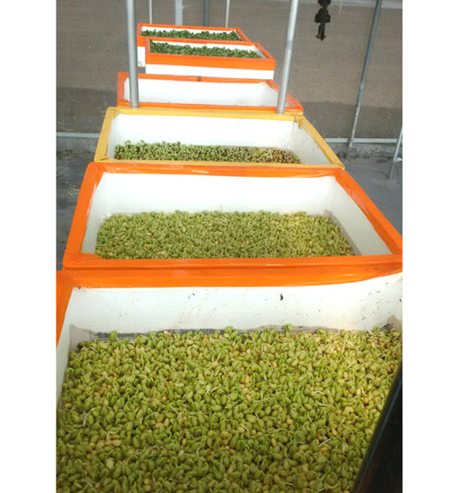 芽苗菜生產(chǎn)及培訓10