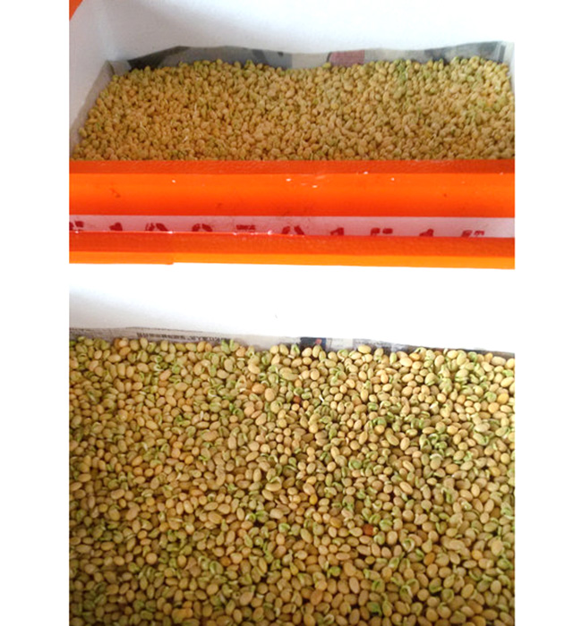 芽苗菜生產(chǎn)及培訓09