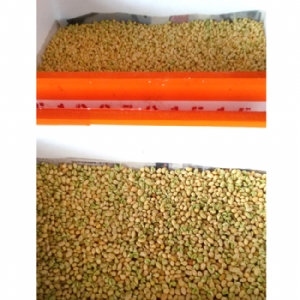 芽苗菜生產(chǎn)及培訓