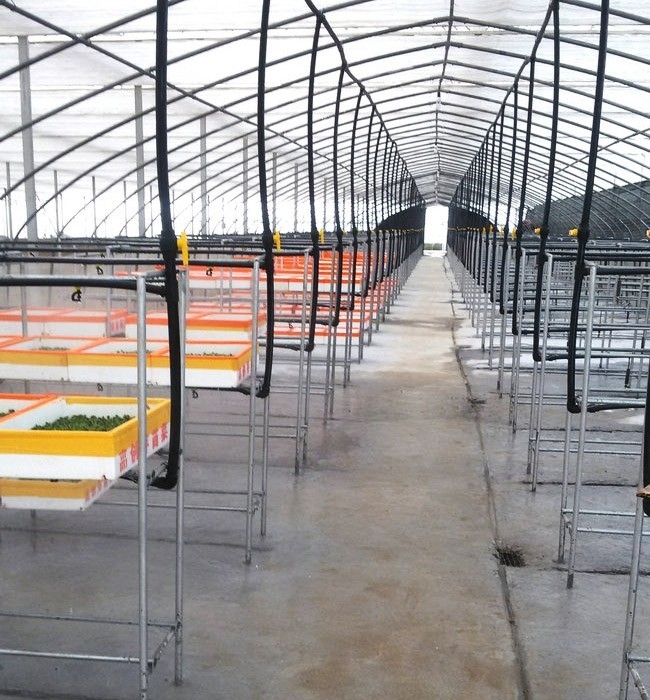 芽苗菜生長(zhǎng)必須的條件有哪些？